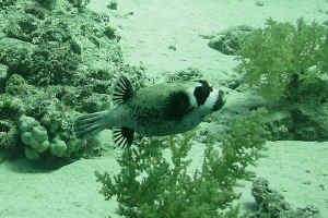Masked-Pufferfish.jpg (523738 byte)