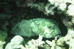 Porcupinefish.jpg (526504 byte)