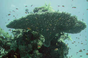 koral.jpg (530805 byte)